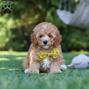 Shepherd, Cavapoo Puppy